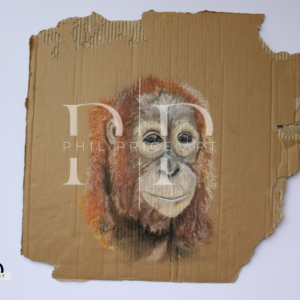 Orangutan